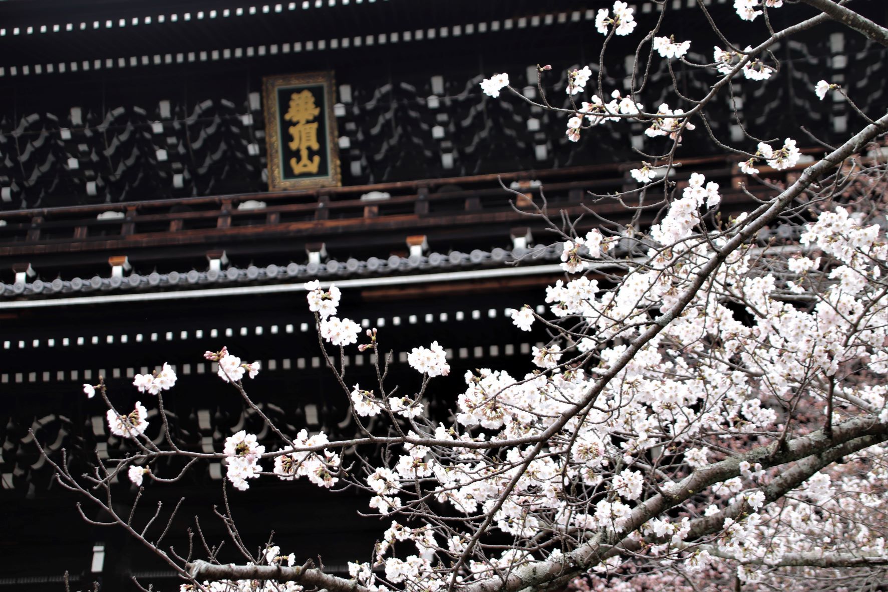 知恩院大山門と桜_e0048413_20333072.jpg