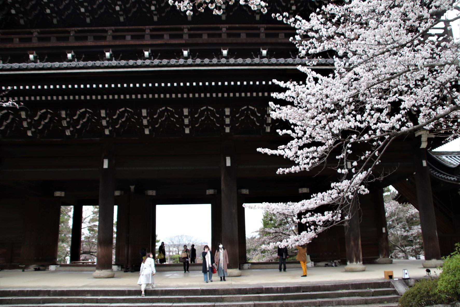 知恩院大山門と桜_e0048413_20335119.jpg