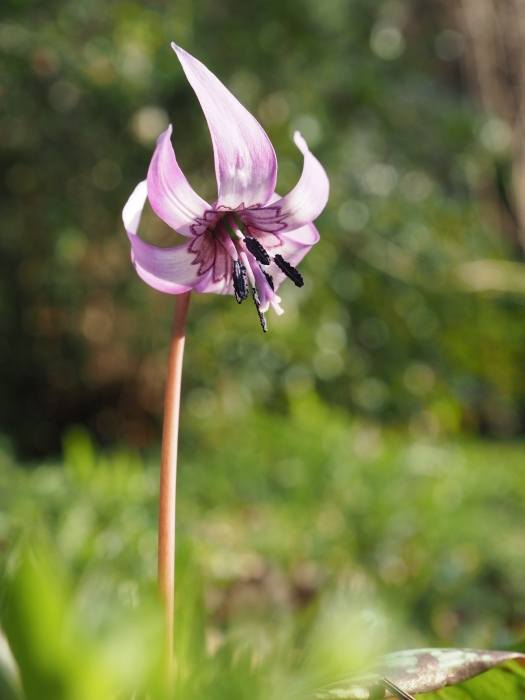 カタクリの花など_c0116915_23523755.jpg