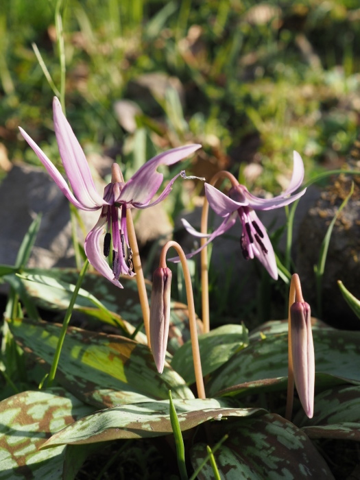 カタクリの花など_c0116915_23553224.jpg