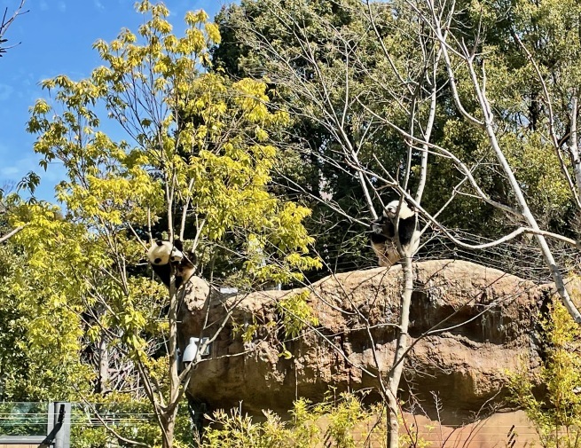 双子パンダと満開のサクラ。@上野動物園_d0352022_21194741.jpeg