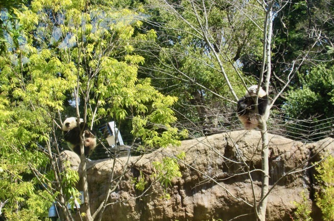 双子パンダと満開のサクラ。@上野動物園_d0352022_21201764.jpeg
