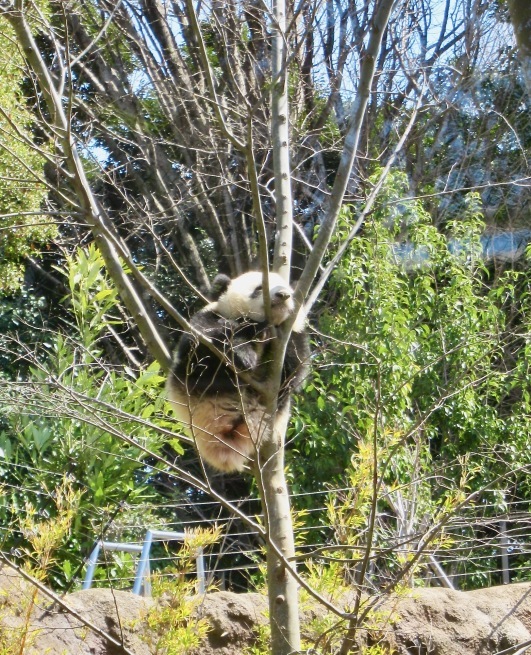 双子パンダと満開のサクラ。@上野動物園_d0352022_21203215.jpeg