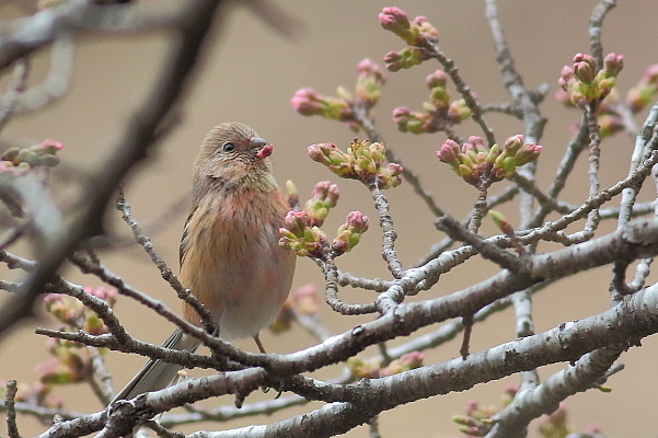 桜の蕾と野鳥達_e0413627_16433551.jpg