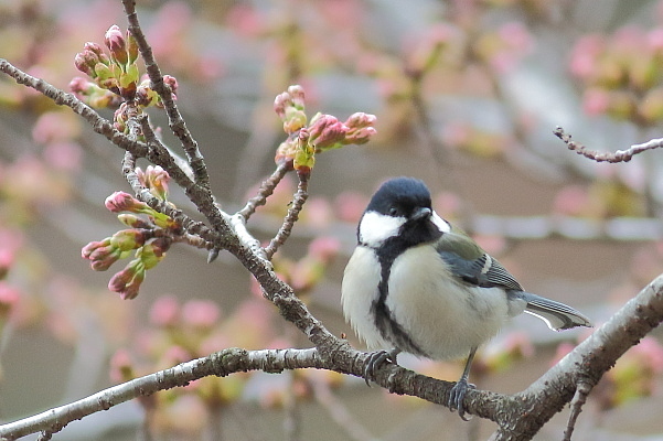 桜の蕾と野鳥達_e0413627_16444554.jpg