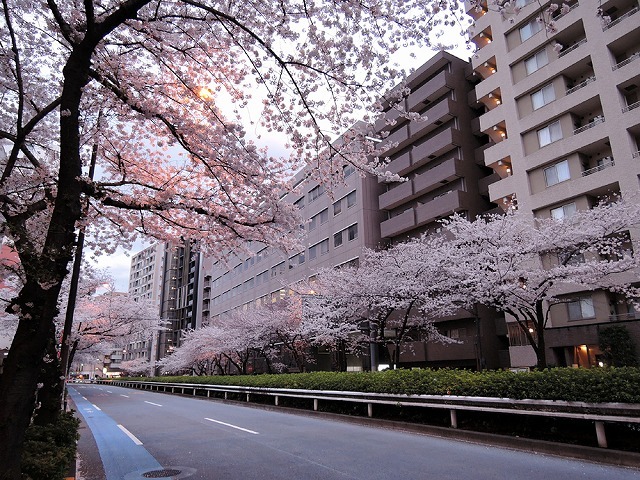 桜並木_c0062832_14153518.jpg