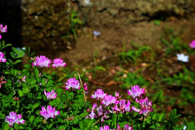 北鎌倉　春さんぽ　浄智寺　①_a0391145_16375303.jpg