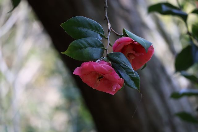 北鎌倉　春さんぽ　浄智寺　②_a0391145_16542507.jpg
