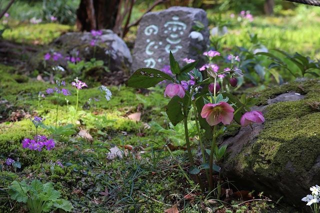北鎌倉　春さんぽ　浄智寺　②_a0391145_16544735.jpg