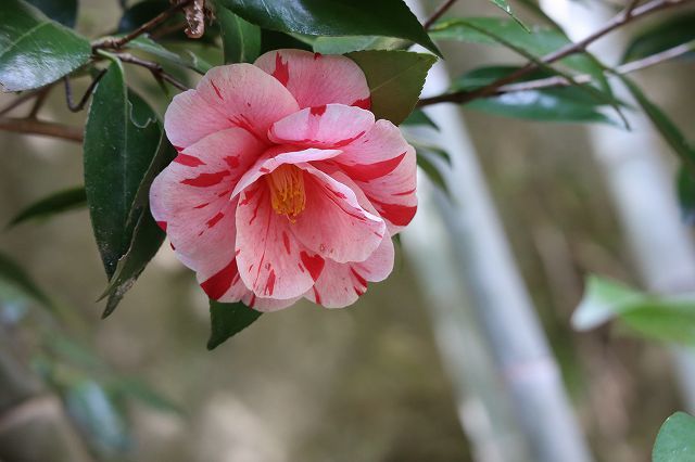 北鎌倉　春さんぽ　浄智寺　②_a0391145_16552065.jpg