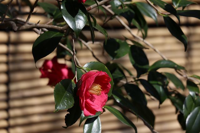 北鎌倉　春さんぽ　浄智寺　②_a0391145_16561291.jpg