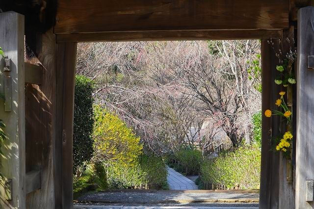 北鎌倉　春さんぽ　明月院_a0391145_17101247.jpg
