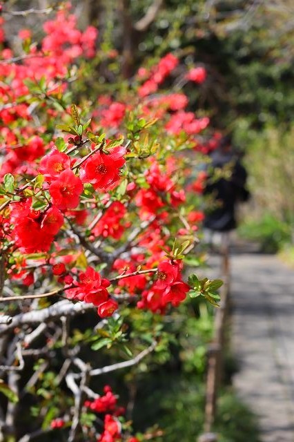 北鎌倉　春さんぽ　明月院_a0391145_17123175.jpg