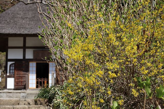 北鎌倉　春さんぽ　明月院_a0391145_17130014.jpg