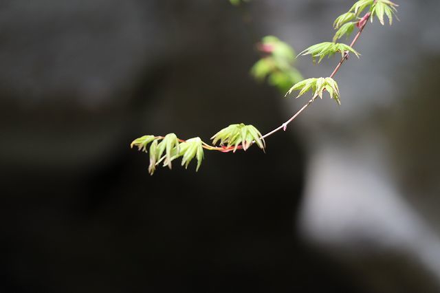 北鎌倉　春さんぽ　明月院_a0391145_17141044.jpg