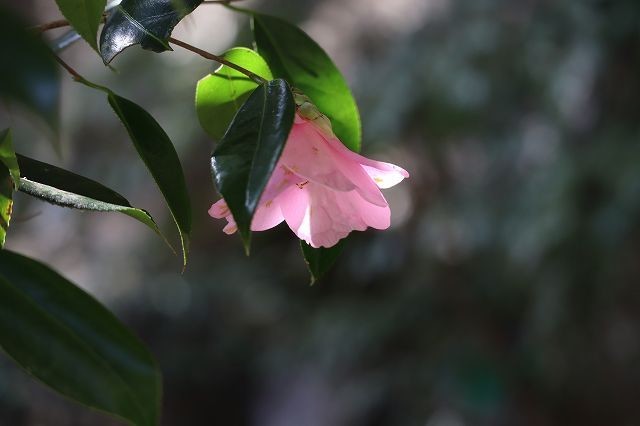 北鎌倉　春さんぽ　明月院_a0391145_17144297.jpg