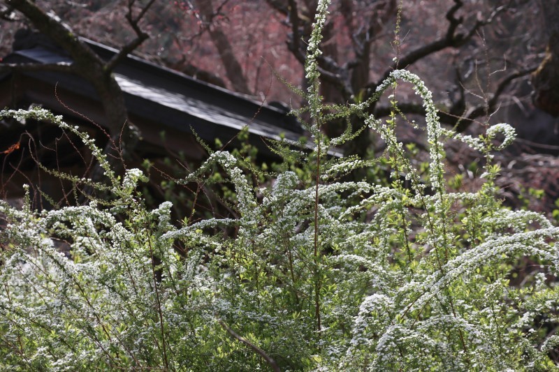 北鎌倉　春さんぽ　明月院_a0391145_17145943.jpg