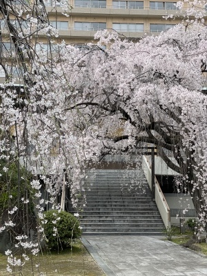 普門寺の枝垂れ桜_e0316570_15010653.jpeg