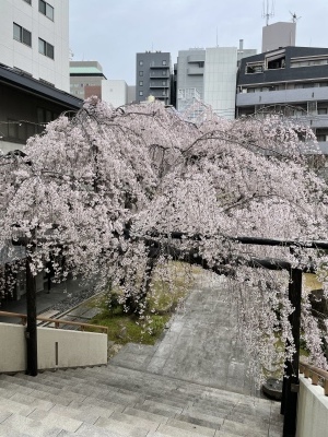 普門寺の枝垂れ桜_e0316570_15454452.jpeg