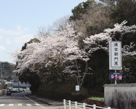 満開_b0289777_14564239.jpg