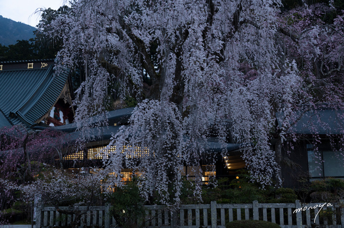 今年も桜撮影が始まりました。先ずは、山梨県身延山久遠寺の枝垂れ桜です。　3/26_c0085877_06194587.jpg