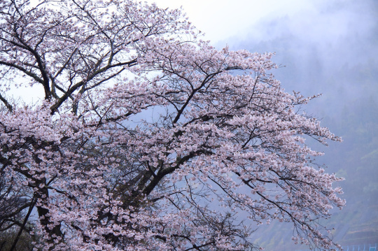 花冷え 花曇のこと ５７５筆まか勢