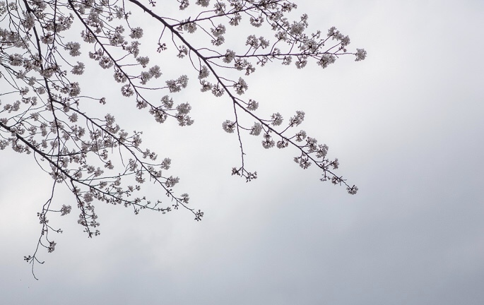 花曇 の俳句 ５７５筆まか勢