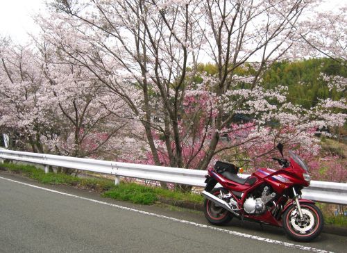 西原村の桜_b0170184_08540955.jpg