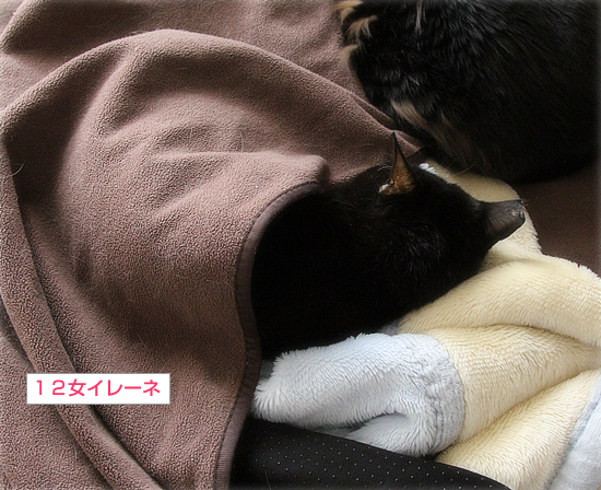 おもらしイレーネ、今日の寝床は・・・?_a0389088_16015910.jpg