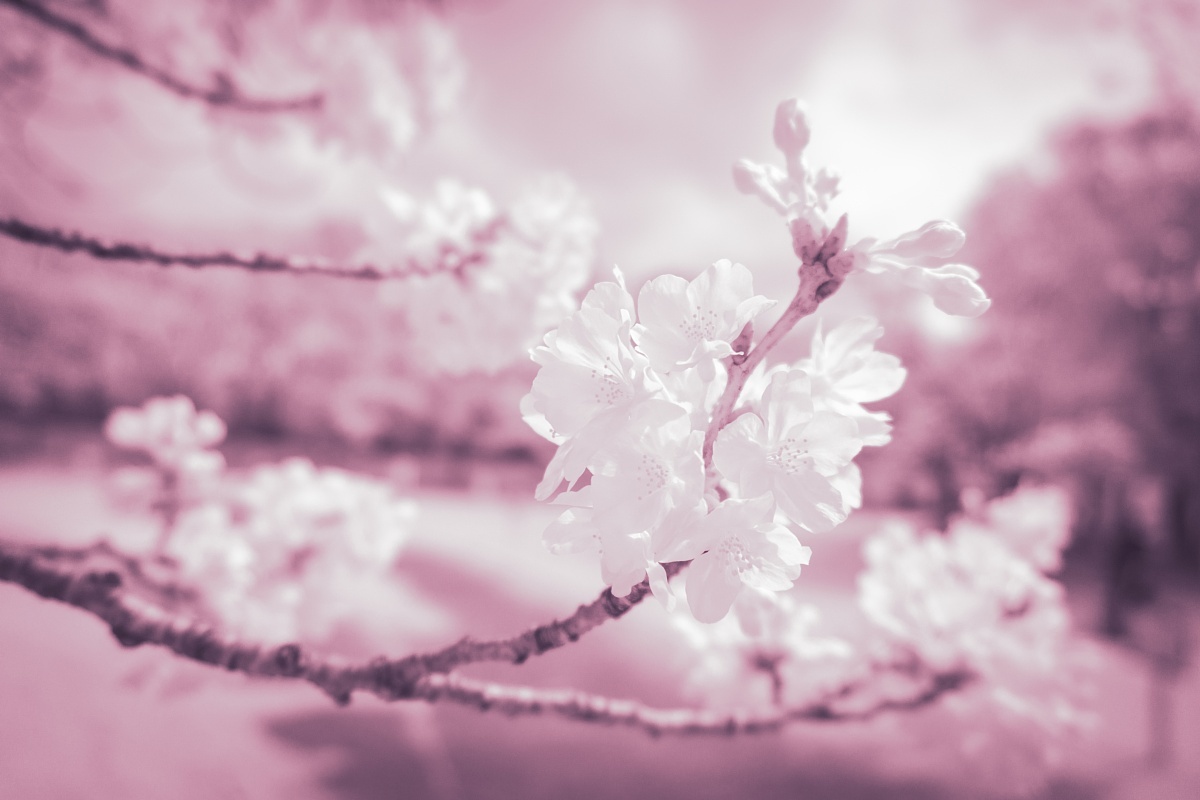 フルスペクトルカメラで七分咲きの花見_d0353489_16250306.jpg