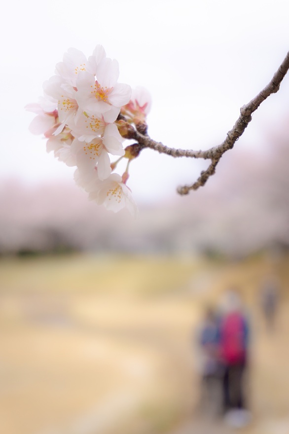 フルスペクトルカメラで七分咲きの花見_d0353489_16261844.jpg
