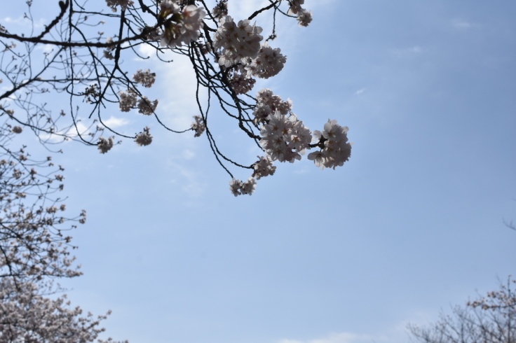 桜散歩2022①_d0122797_10313281.jpg
