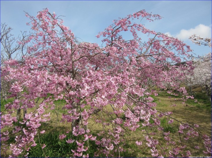 エコパ花の郷とエコパの森ウォーキング_c0376508_18395387.jpg