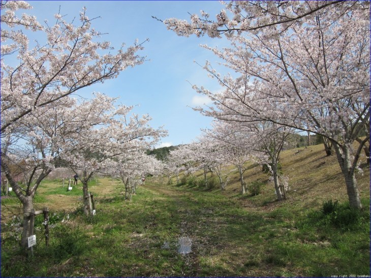 エコパ花の郷とエコパの森ウォーキング_c0376508_18395774.jpg