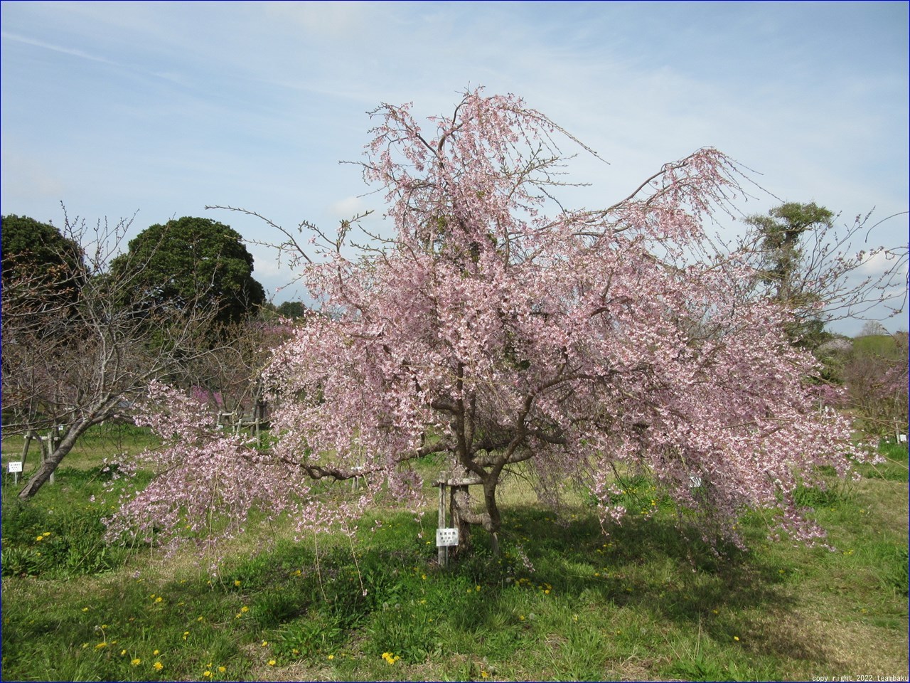エコパ花の郷とエコパの森ウォーキング_c0376508_18400390.jpg