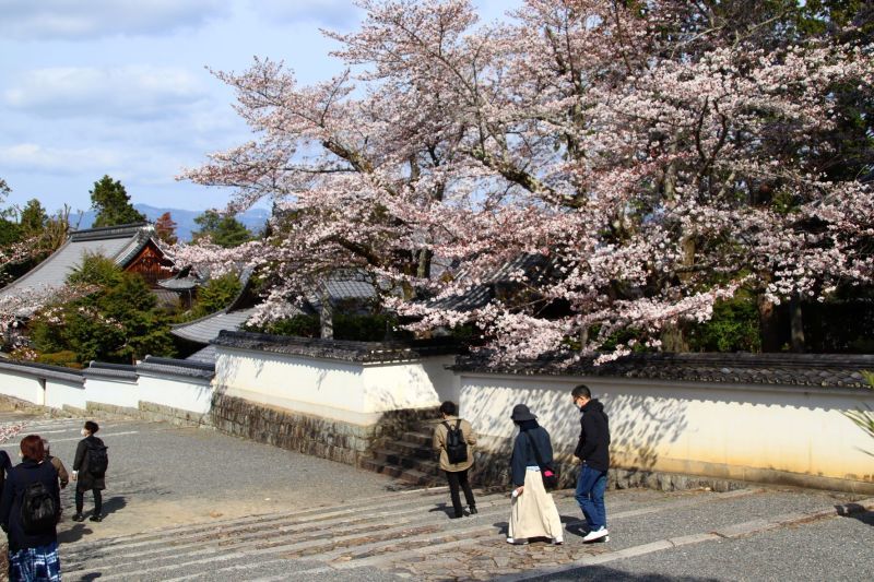南禅寺　桜の盛りが始った_e0048413_21005448.jpg
