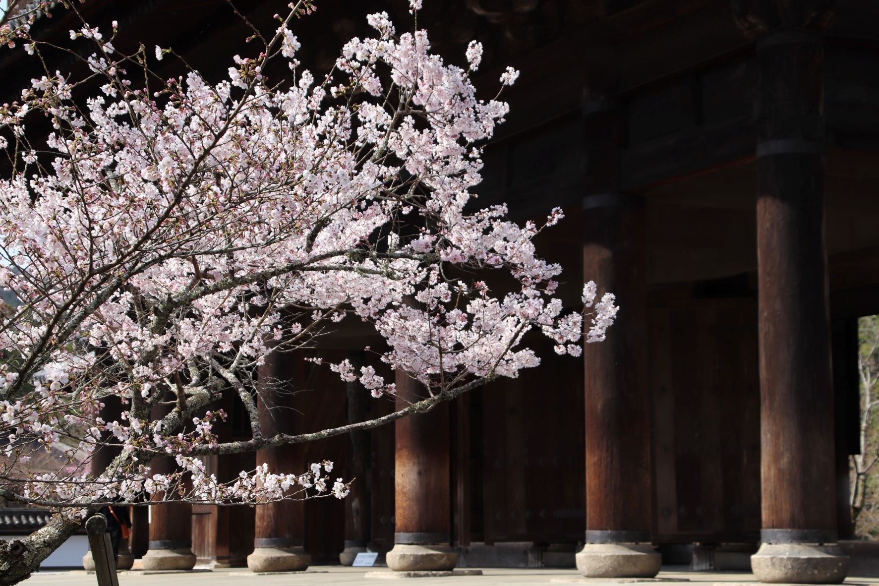 南禅寺　桜の盛りが始った_e0048413_21011196.jpg