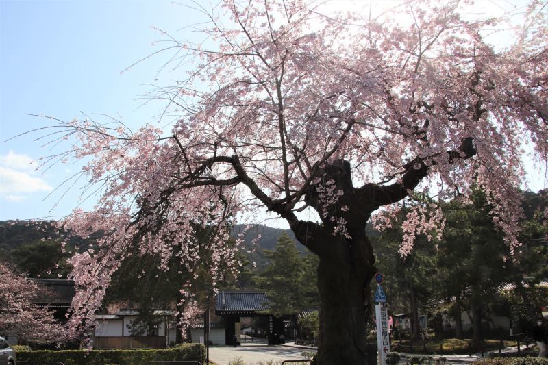 南禅寺　桜の盛りが始った_e0048413_21014285.jpg