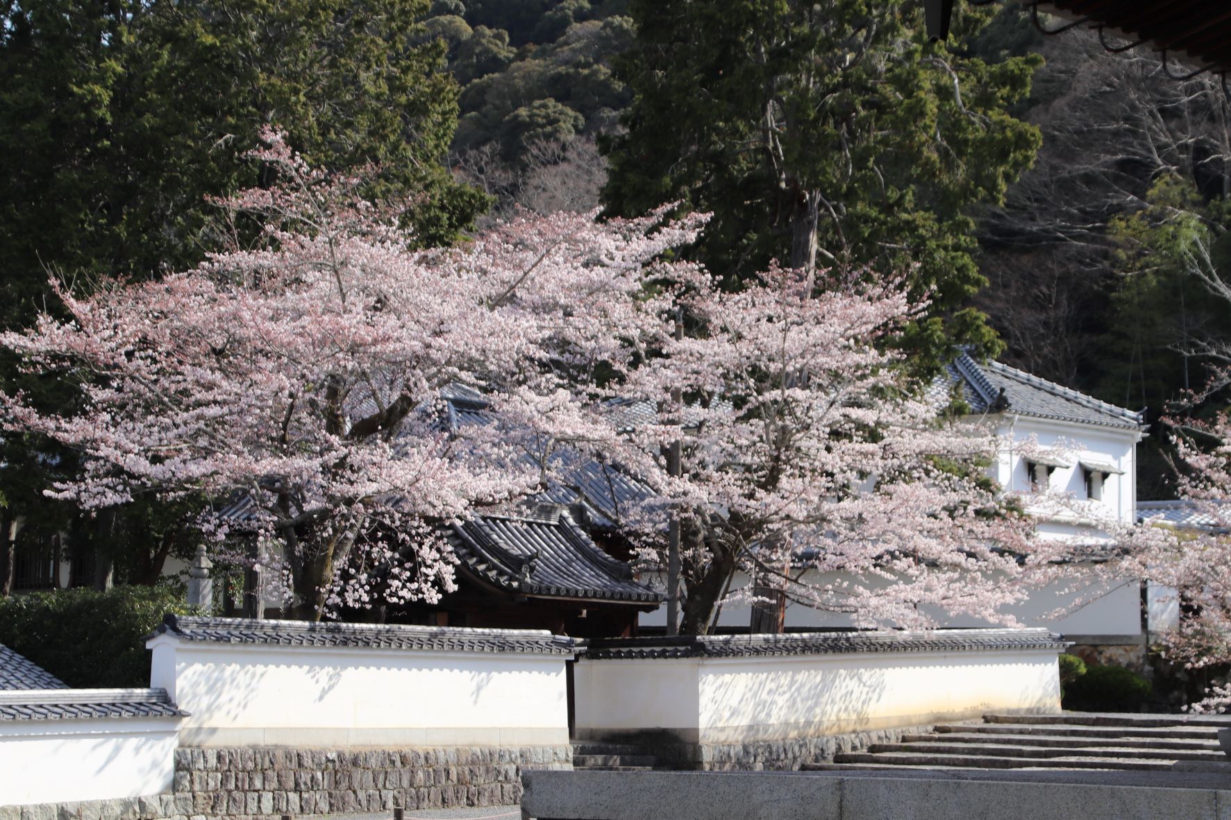 南禅寺　桜の盛りが始った_e0048413_21020691.jpg