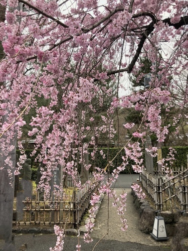 お庭の枝垂れ桜_a0197730_07362299.jpeg
