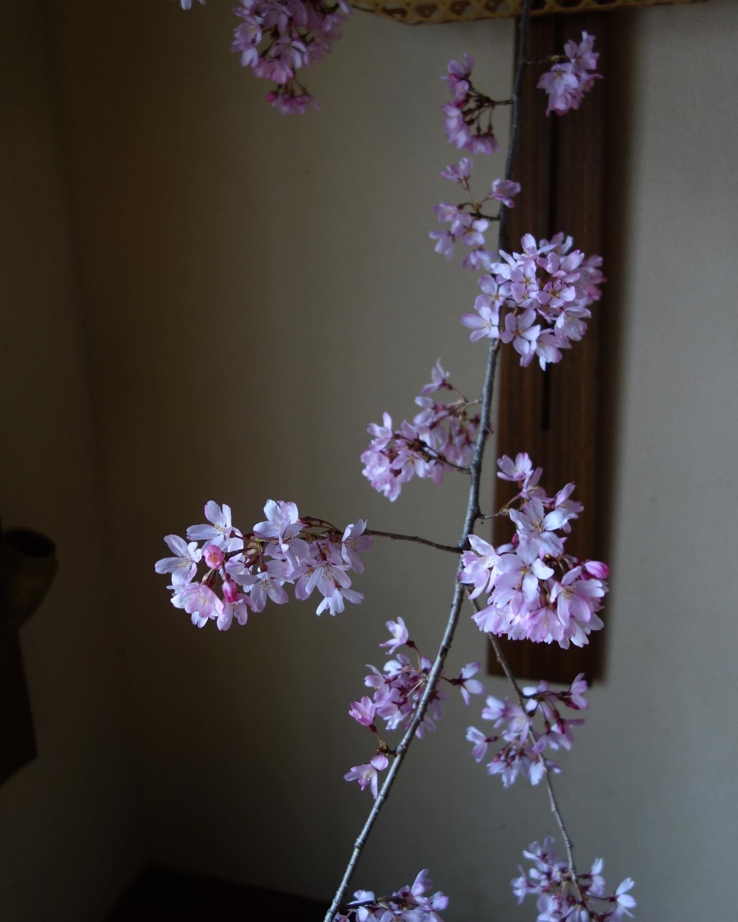 お庭の枝垂れ桜_a0197730_08011187.jpeg
