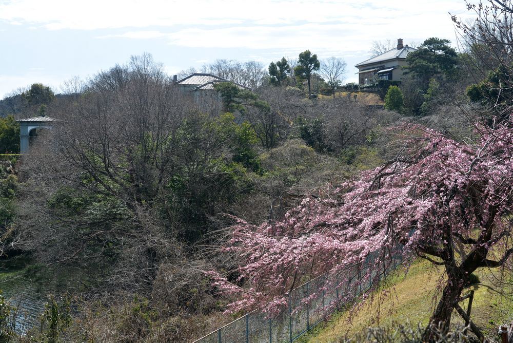 その日一番華やかだった桜の木_e0373930_20220920.jpg