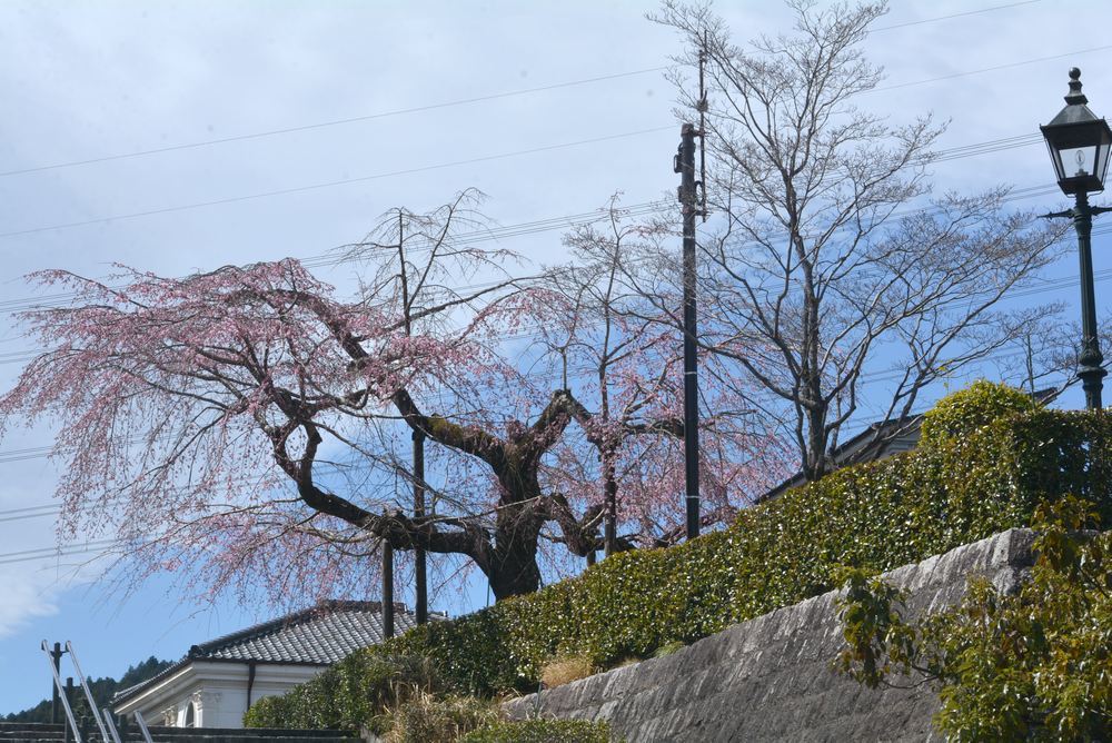 その日一番華やかだった桜の木_e0373930_20225123.jpg