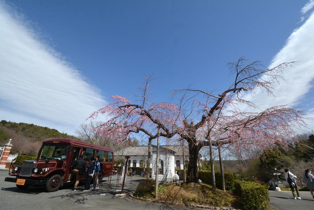 その日一番華やかだった桜の木_e0373930_20225187.jpg