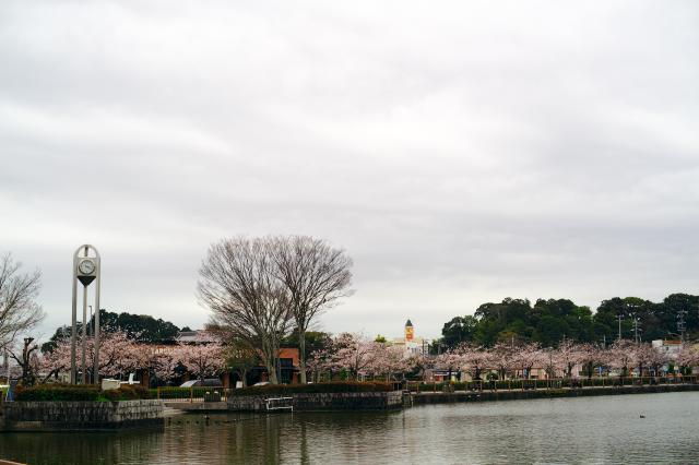 蓮華寺池公園の桜が咲きました。_c0309734_17271660.jpg