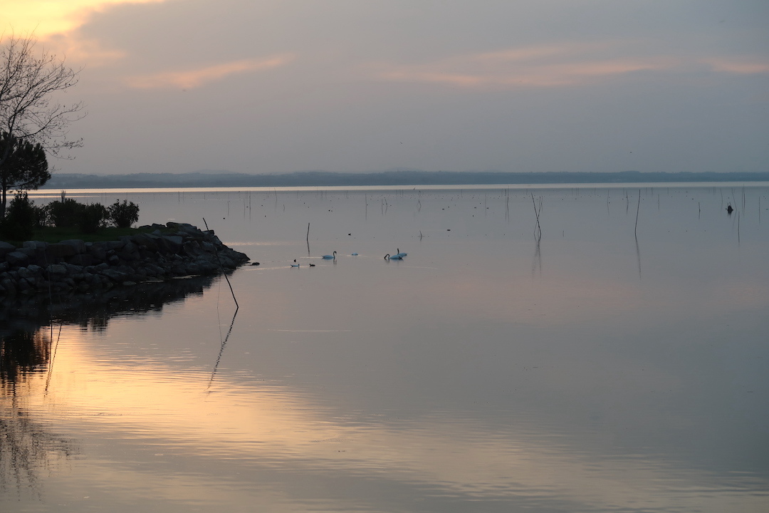 桟橋をゆけば白鳥 夕日きらめくトラジメーノ湖に_f0234936_23533159.jpg