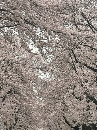 桜_d0248537_06364098.png