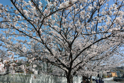 機能訓練 ~ 桜の下で屋外歩行訓練 ~_e0222340_15121028.jpg