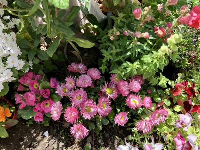 【今日の桜】満開散り始め_b0009849_15074640.jpeg