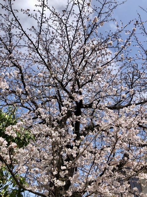 【今日の桜】満開散り始め_b0009849_15083850.jpeg